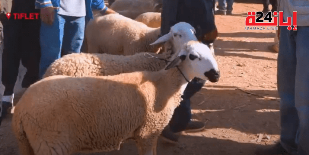 معاناة المواطن مع غلاء الاضاحي الدرويش مامعيدش 5 معاناة المواطن مع غلاء الاضاحي الدرويش مامعيدش