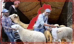 adha-300x182 الصفحة الرئيسية