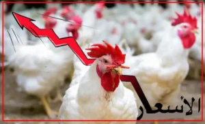 dajaj-2-300x182 الصفحة الرئيسية