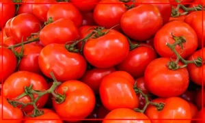 ghalaa-tamatim-300x180 الصفحة الرئيسية