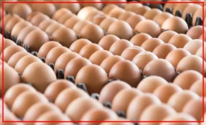 egs-1-300x182 الصفحة الرئيسية