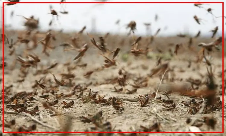 الجراد يتحرك شمالًا… والمغرب في دائرة الإنذار