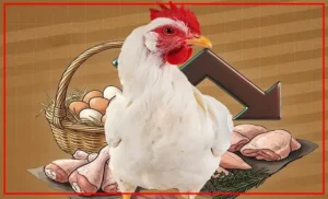 dajaj-300x182 الصفحة الرئيسية